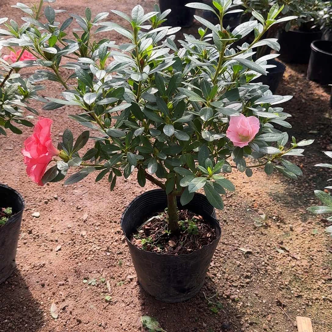 悠***️无花朵杜鹃桃梅锦架接补差价60