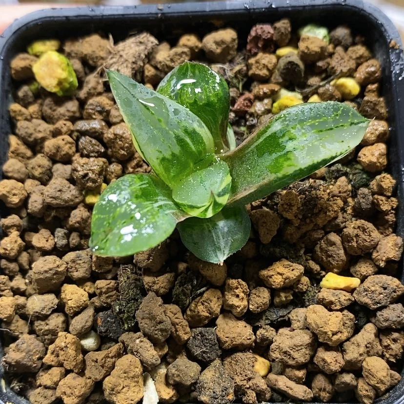 【闪购商品】113裹般若锦