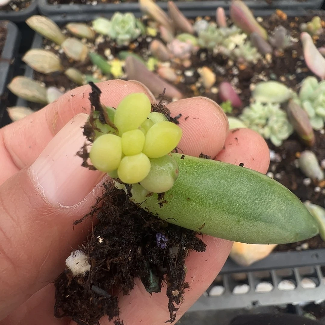 花***姐多肉植物多肉植物