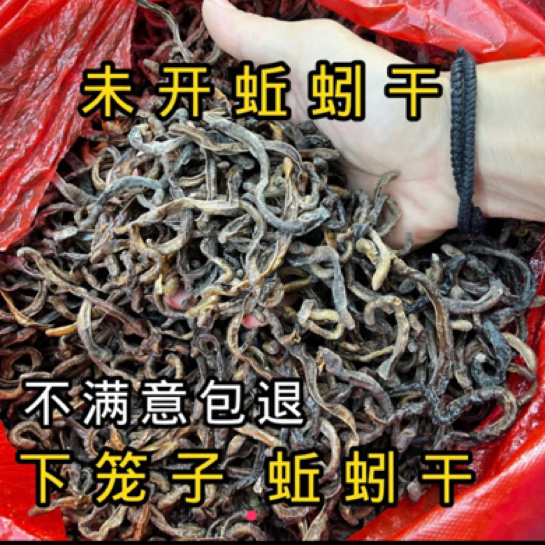 鳝鱼诱饵蚯蚓干黄鳝专用诱饵应急备用