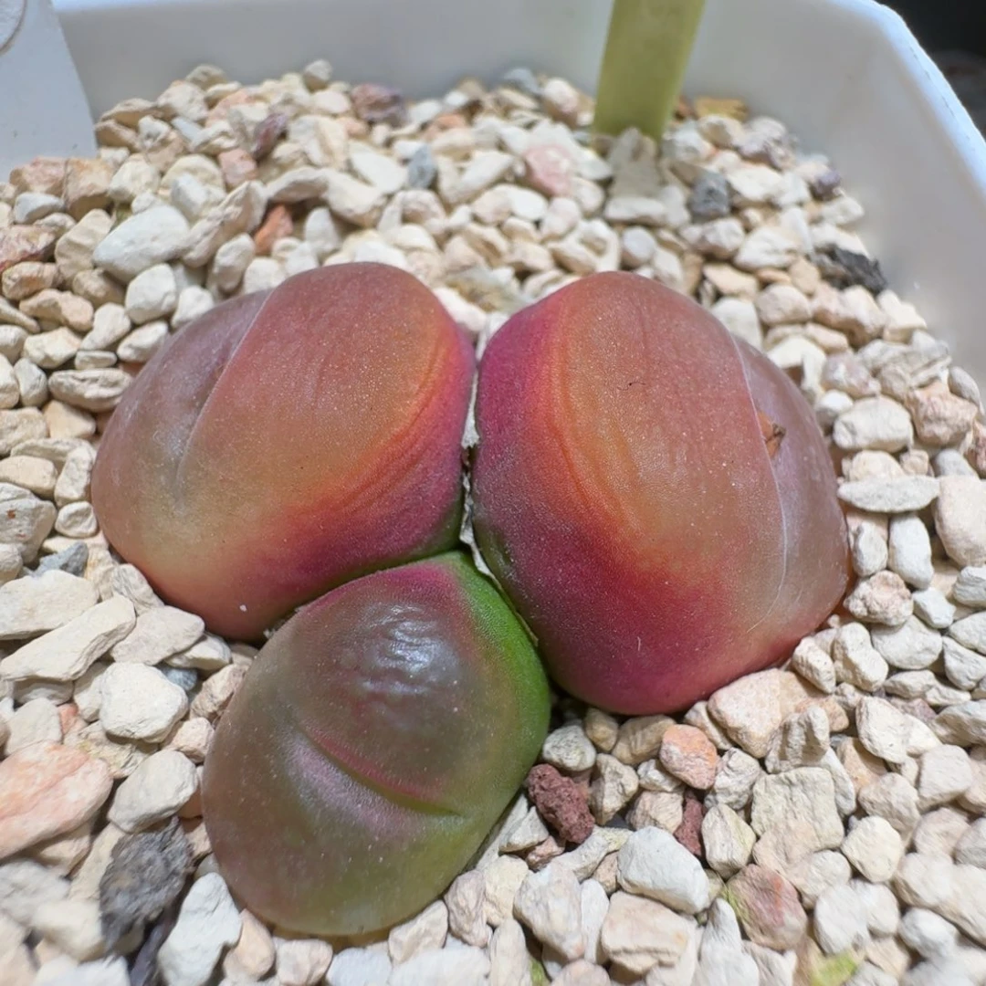 煮**茶0215-17肉锥肉锥肉锥