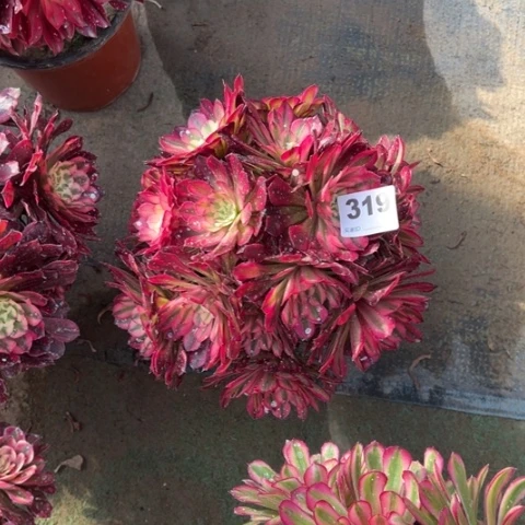 彼*花319铜壶锦朵朵多肉，