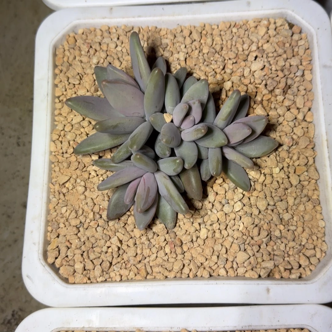 企鹅 群生 一物一拍