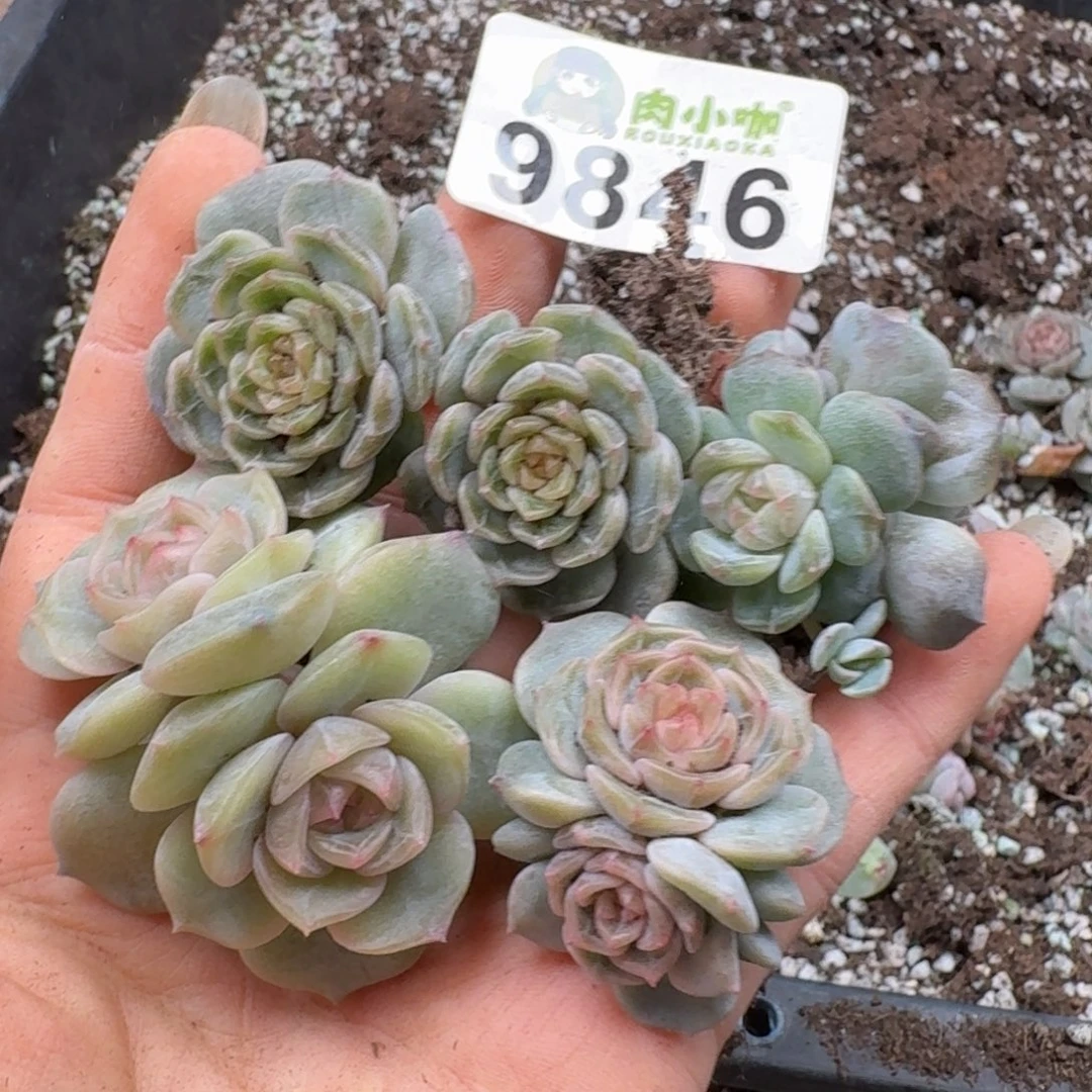 多肉植物多肉植物