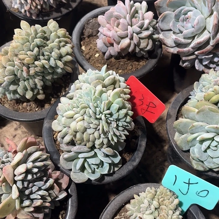 慧***头星颖缀化多头群山138