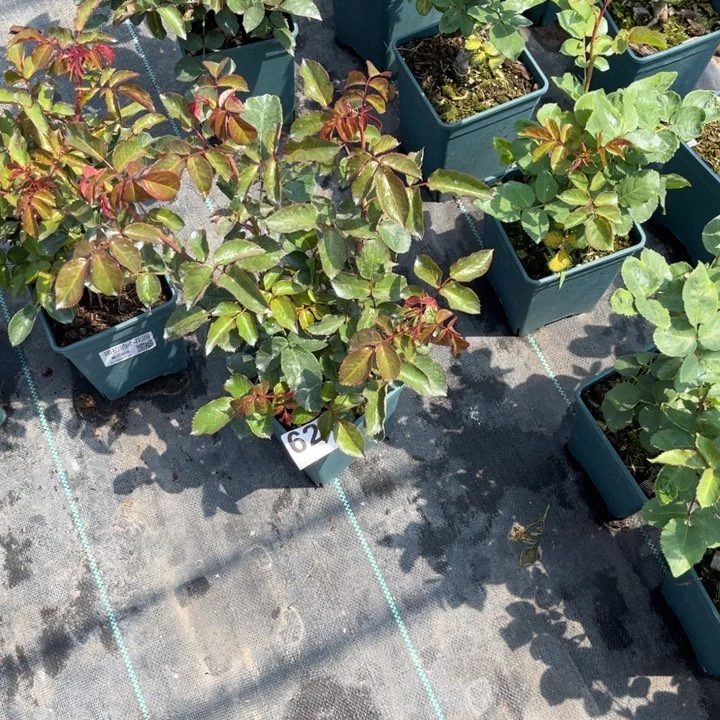 晴****?淘淘 621 意式咖啡