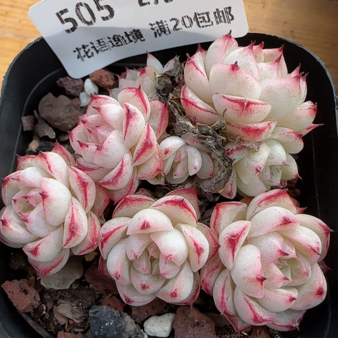 花语逸镜0201-505散