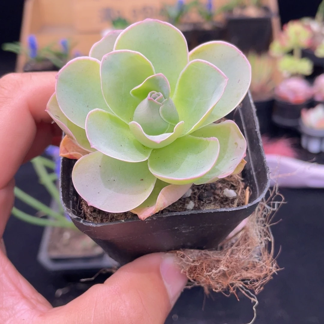 帕尔马玫瑰多肉9.9包邮发货