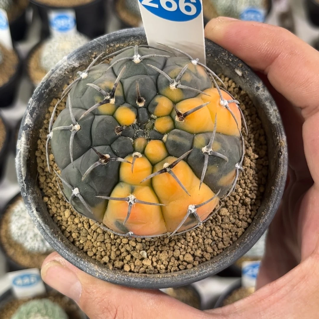 266实生三本刺锦带盆带土发货