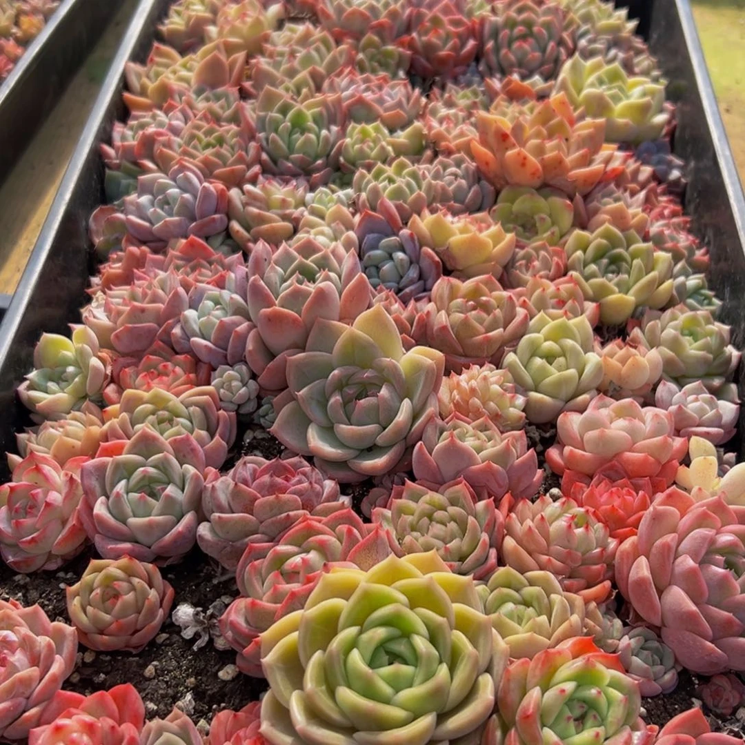 343多肉葡萄领导人