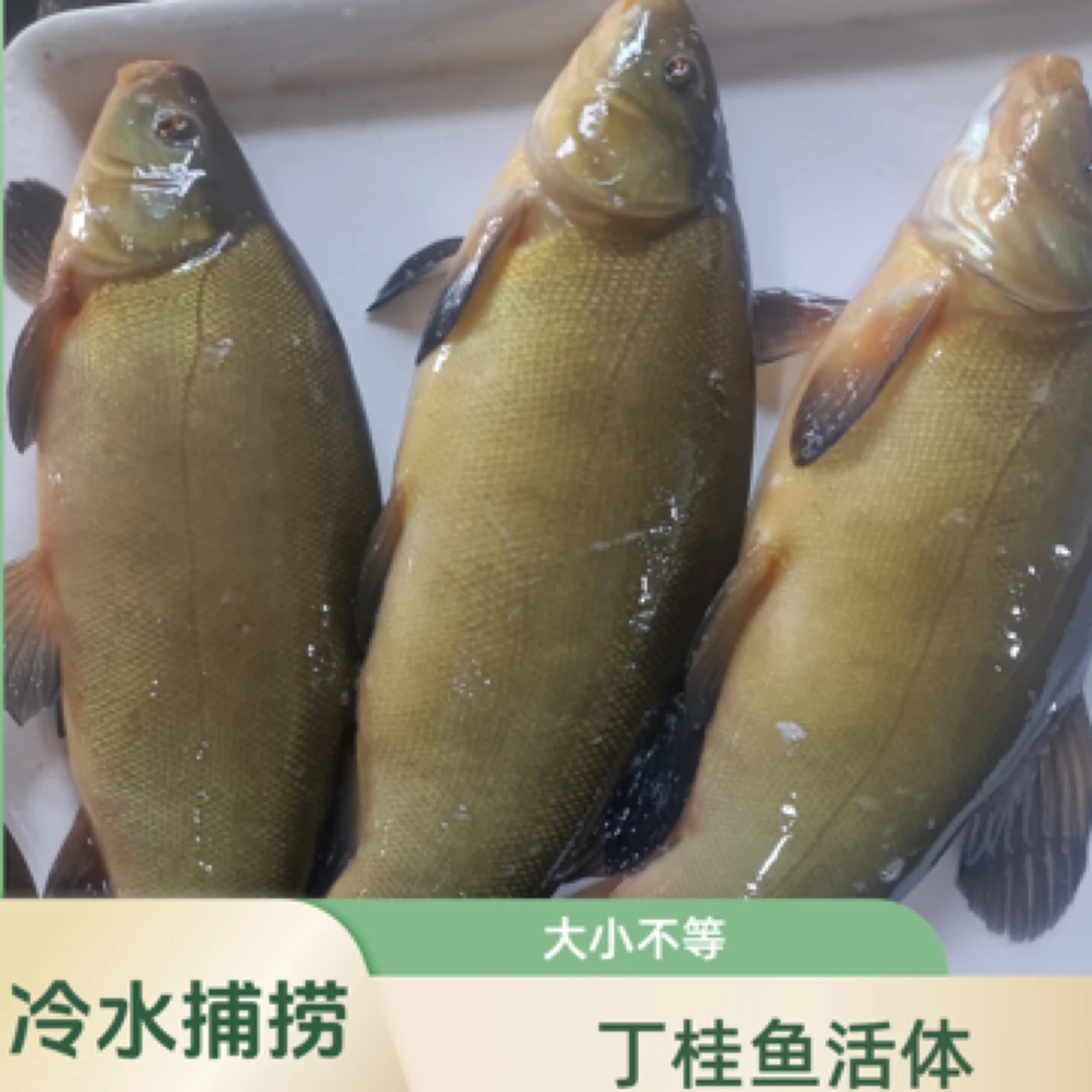野生冷水丁桂鱼活体速冻5斤大小不等生鲜发货不支持退换货