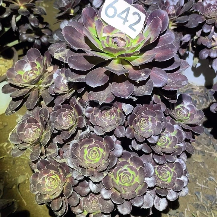 十*行多肉植物法师642圆叶