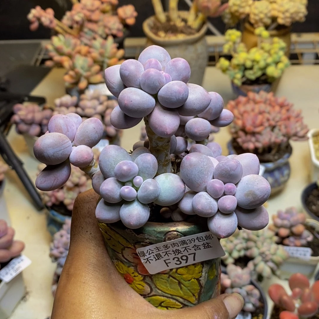 397香水手指奶多肉9c m