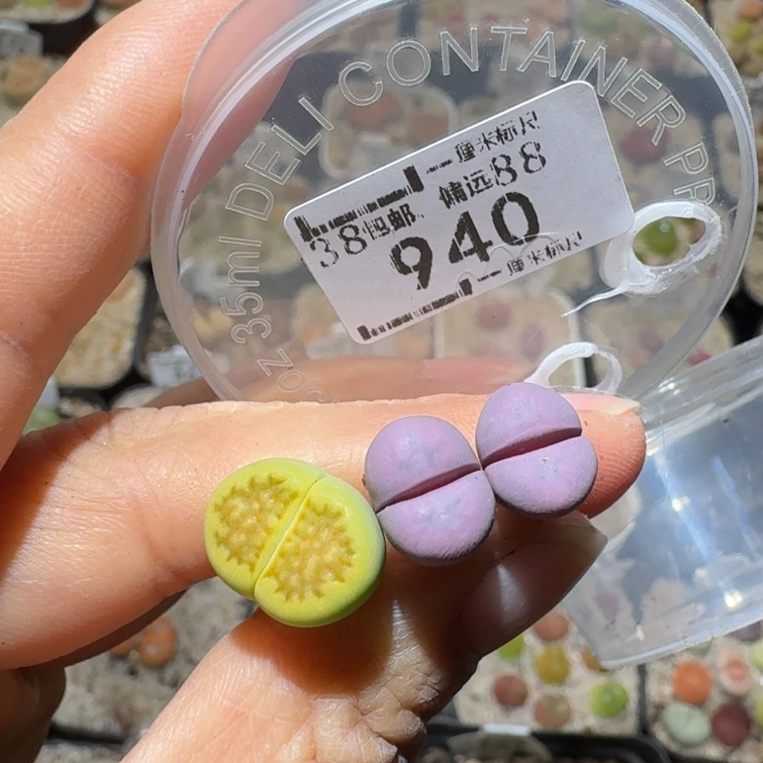 猪***、Sss精品生石花 940