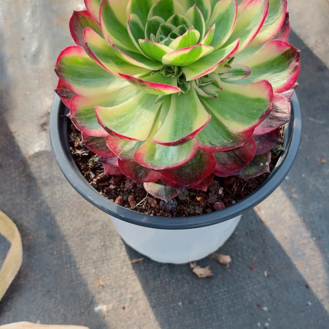 31法师锦多肉027海王