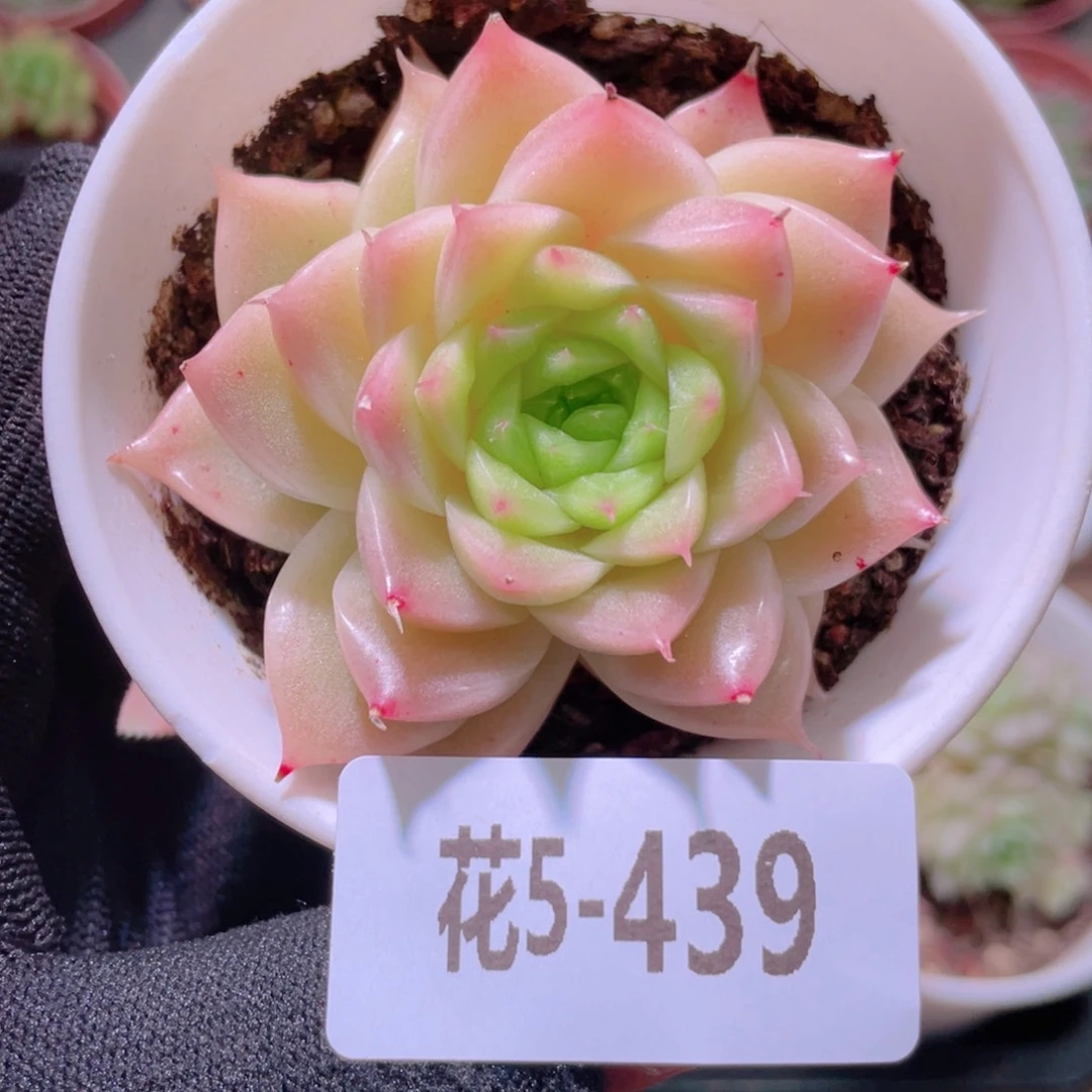 花利美5-439麦秆
