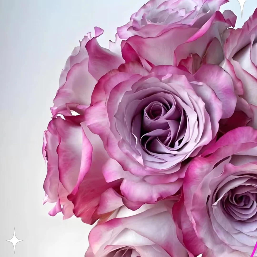 美艳【气场碎冰蓝套餐】同地址两单顺丰或京东包邮送货上门+配草1扎