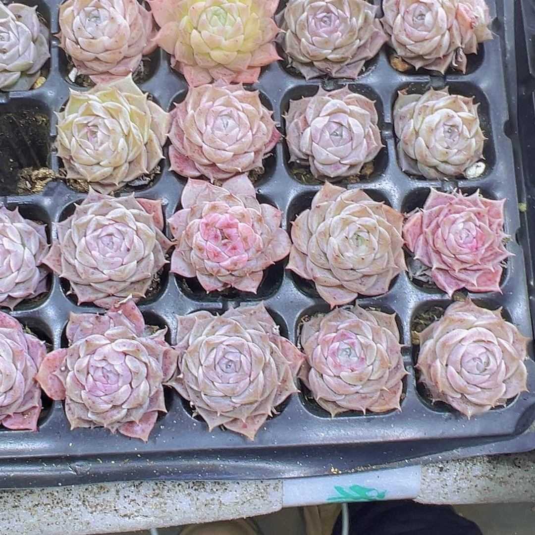海林娜5个19包邮多肉