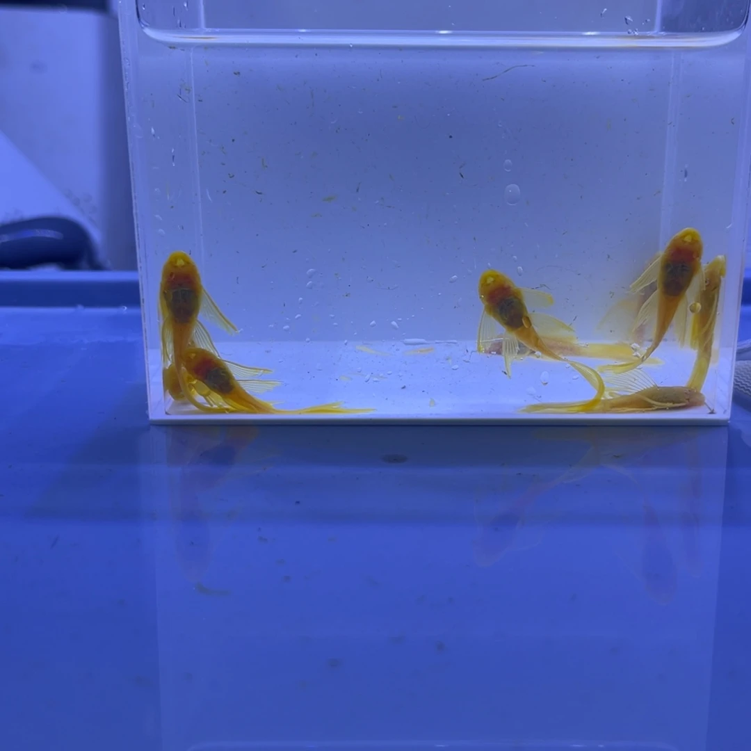 孔雀鱼大帆10条开箱视频报损