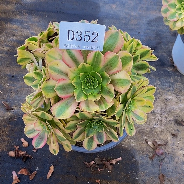 352雨荷多肉有砍处理无售后