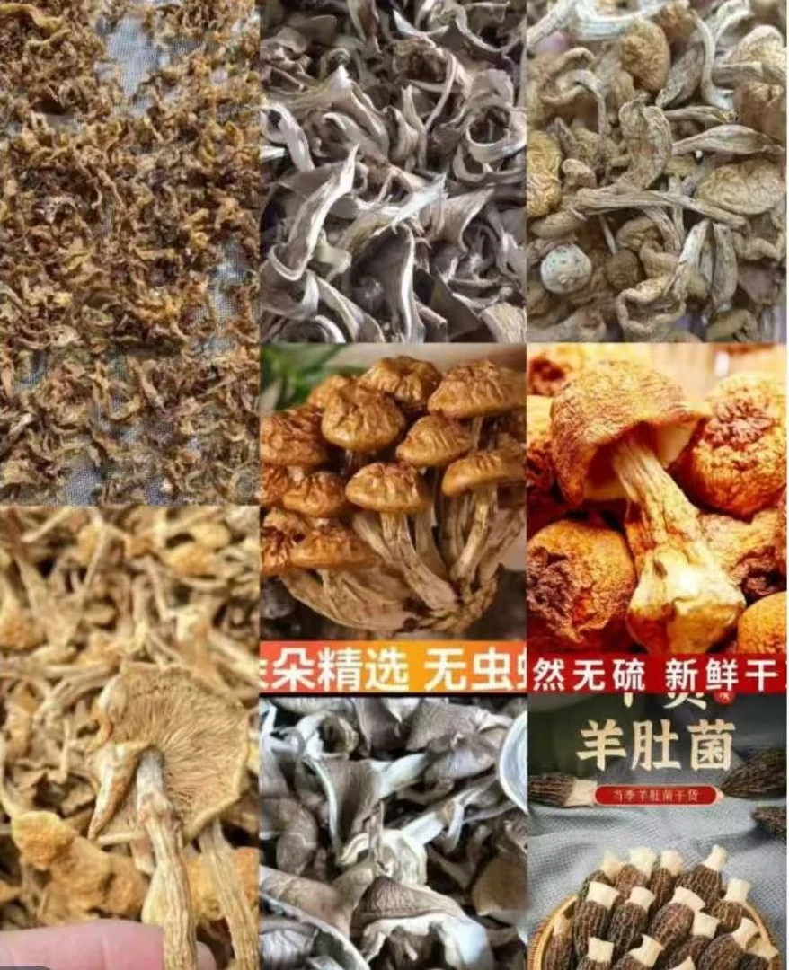 A001备用链接  高端品质  香菇菌子  现收山货