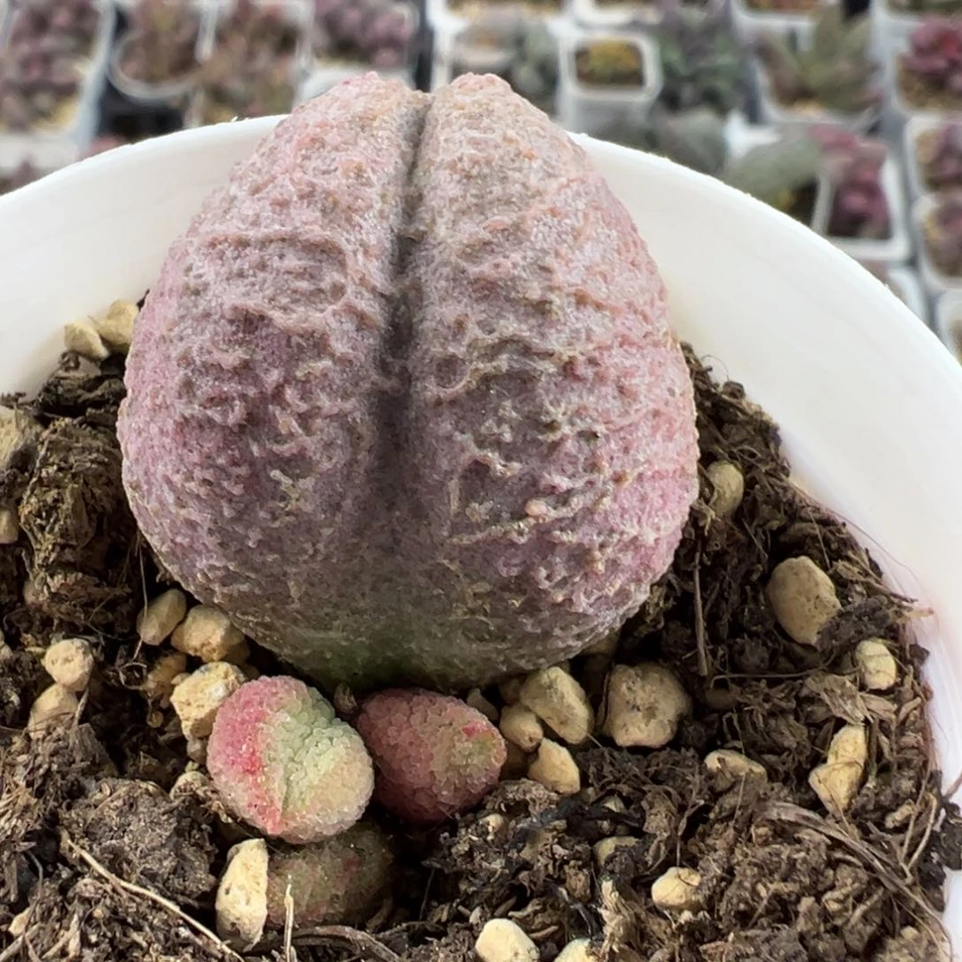 腹部系138号粉色冰晶感多肉植物水泡