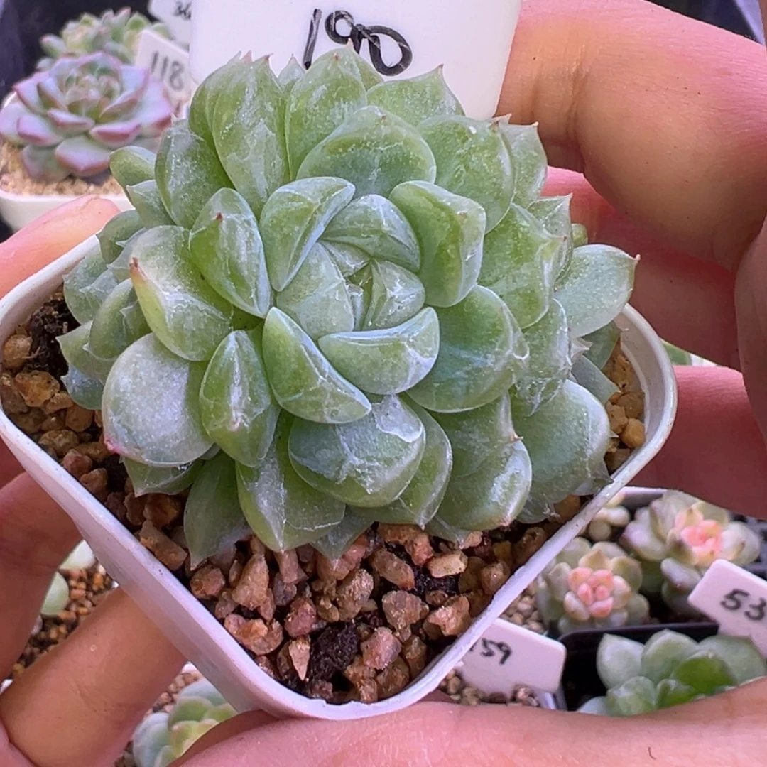 190号泼天富贵3头