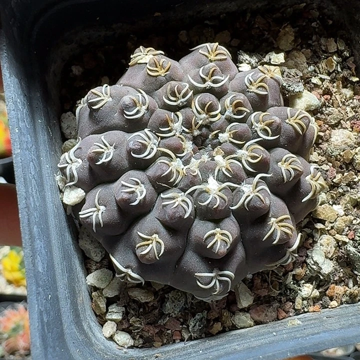 106白刺瑞昌玉脱土发货