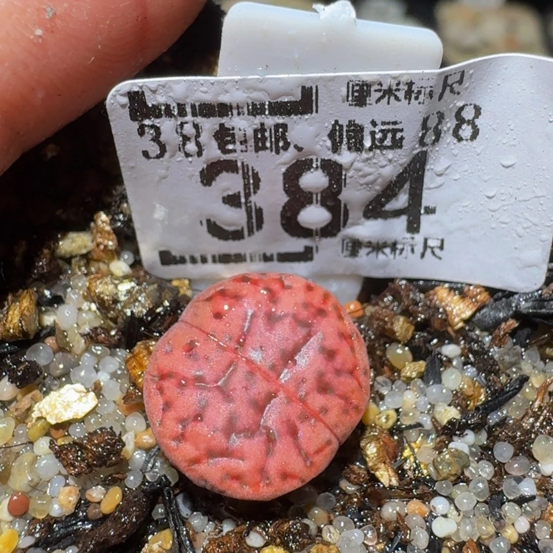 Ssss精品生石花384