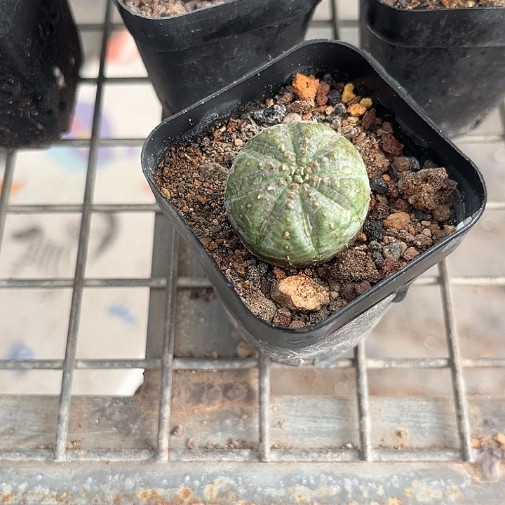 阿***苔我也不知道我为什么要这样对