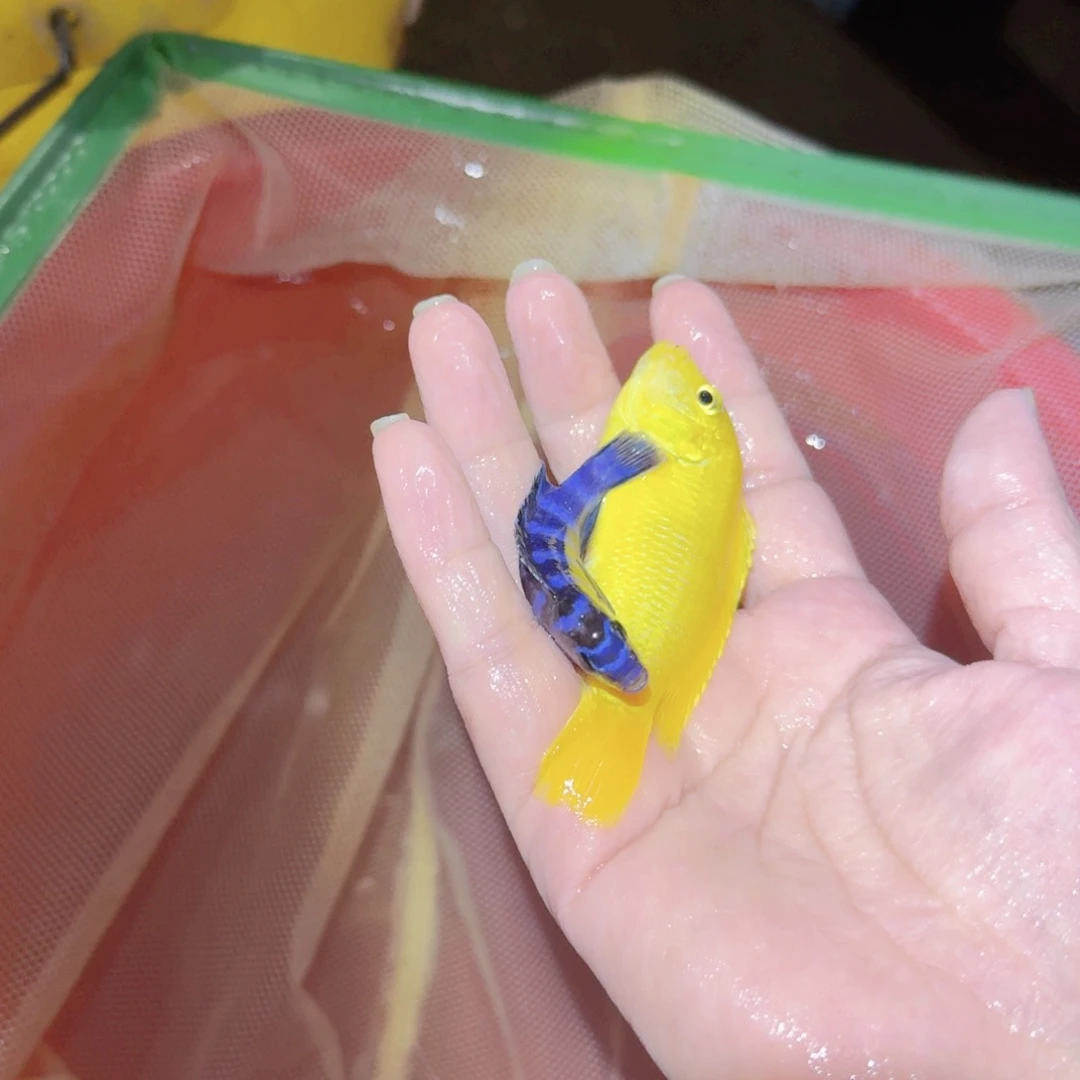 雷***雨慈鲷鱼特蓝王子黑纱