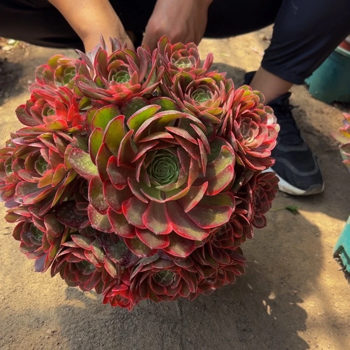 25.8粉花妖一棵包邮