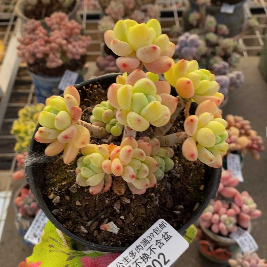 樱花罗琦902/9cm有砍特