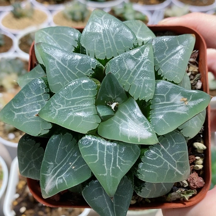 【闪购商品】48全窗月影母本