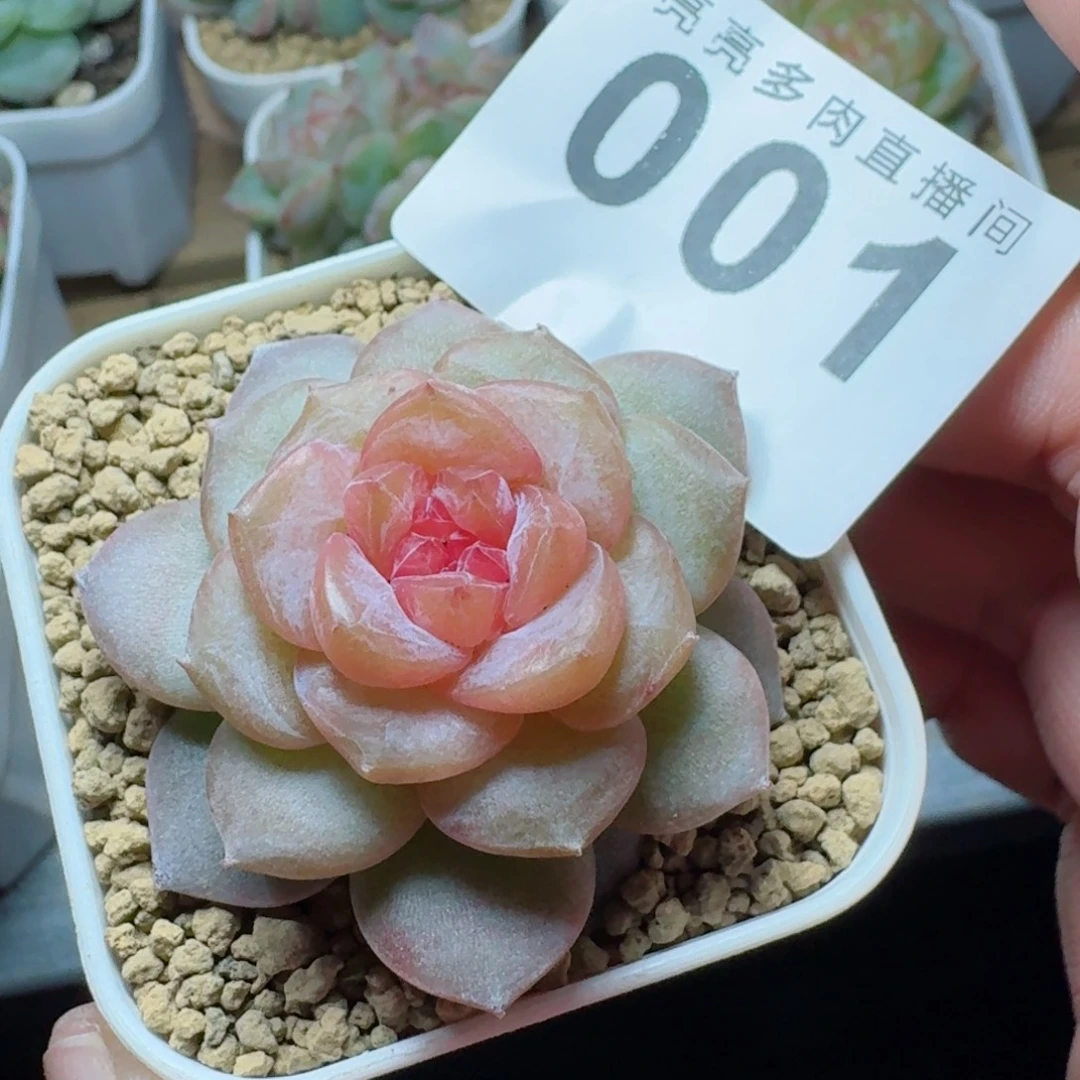 粉全透            精美多肉植物