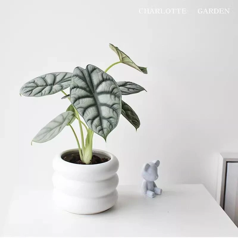 白犀牛海芋盆栽ins网红室内桌面绿植办公室花卉盆景净化空气植物