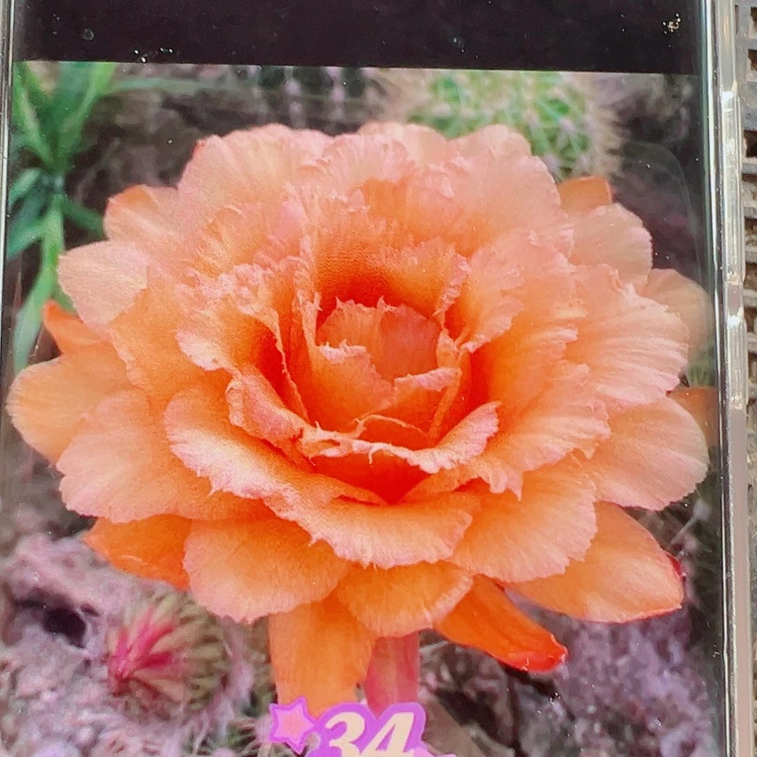毛花柱34侧芽 20 包邮