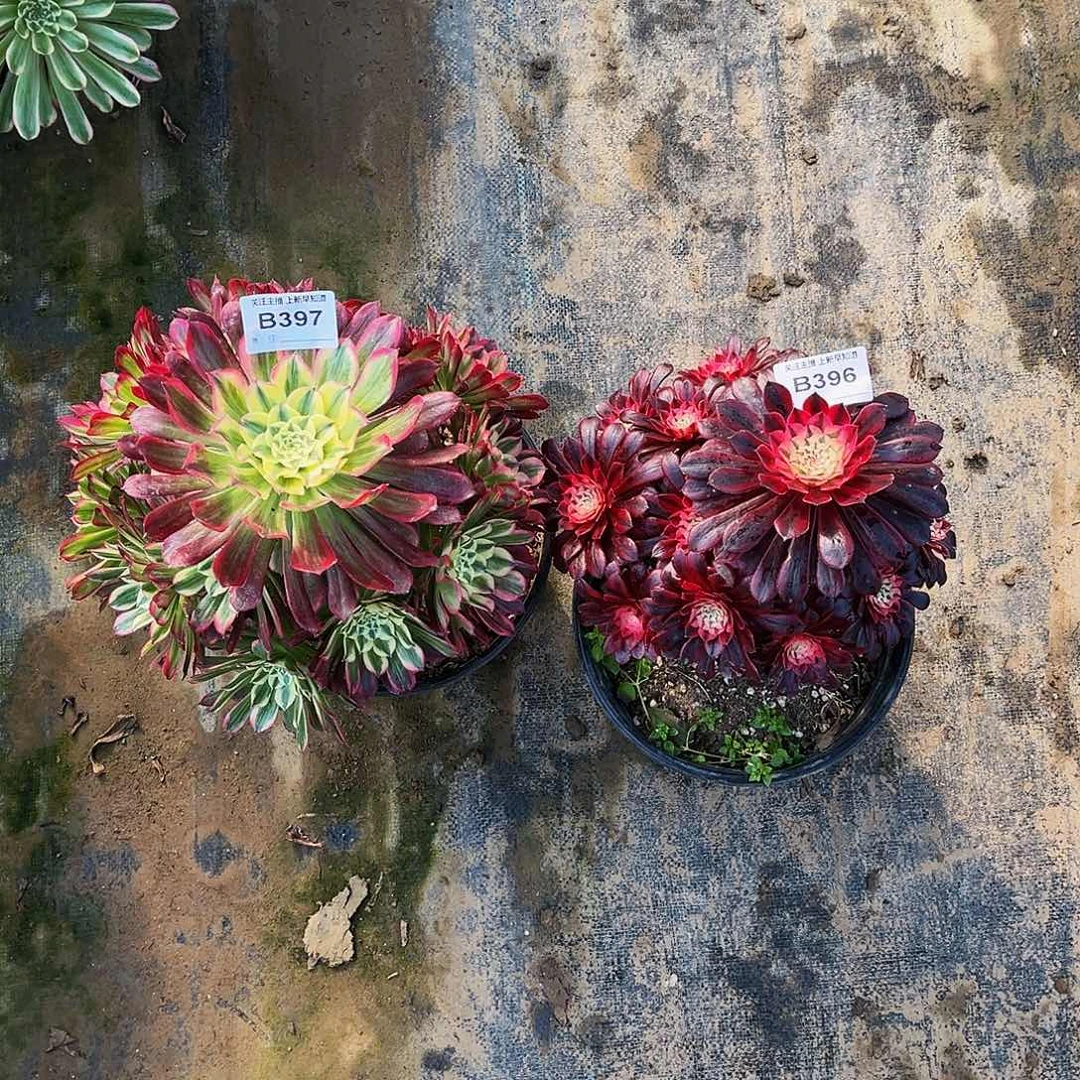 多肉植物396.397天合，黑铜白