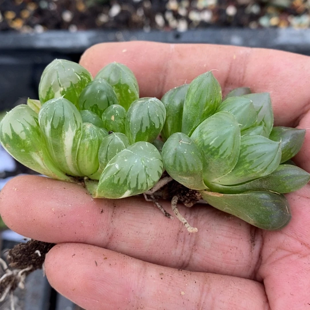 1163 两颗一起。超级福利