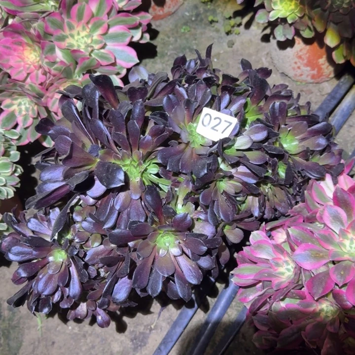 微瑕疵缀法师027号法师多肉