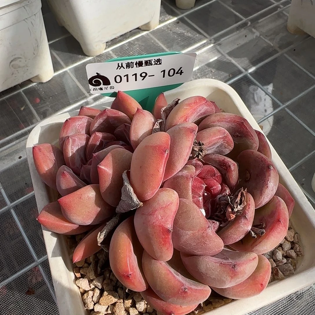 从前慢甄选多肉编号0119-104