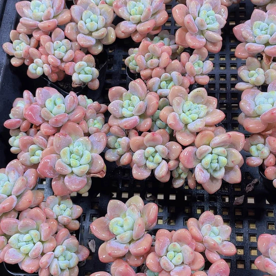 量拍4号 优选红洛神大群生一个