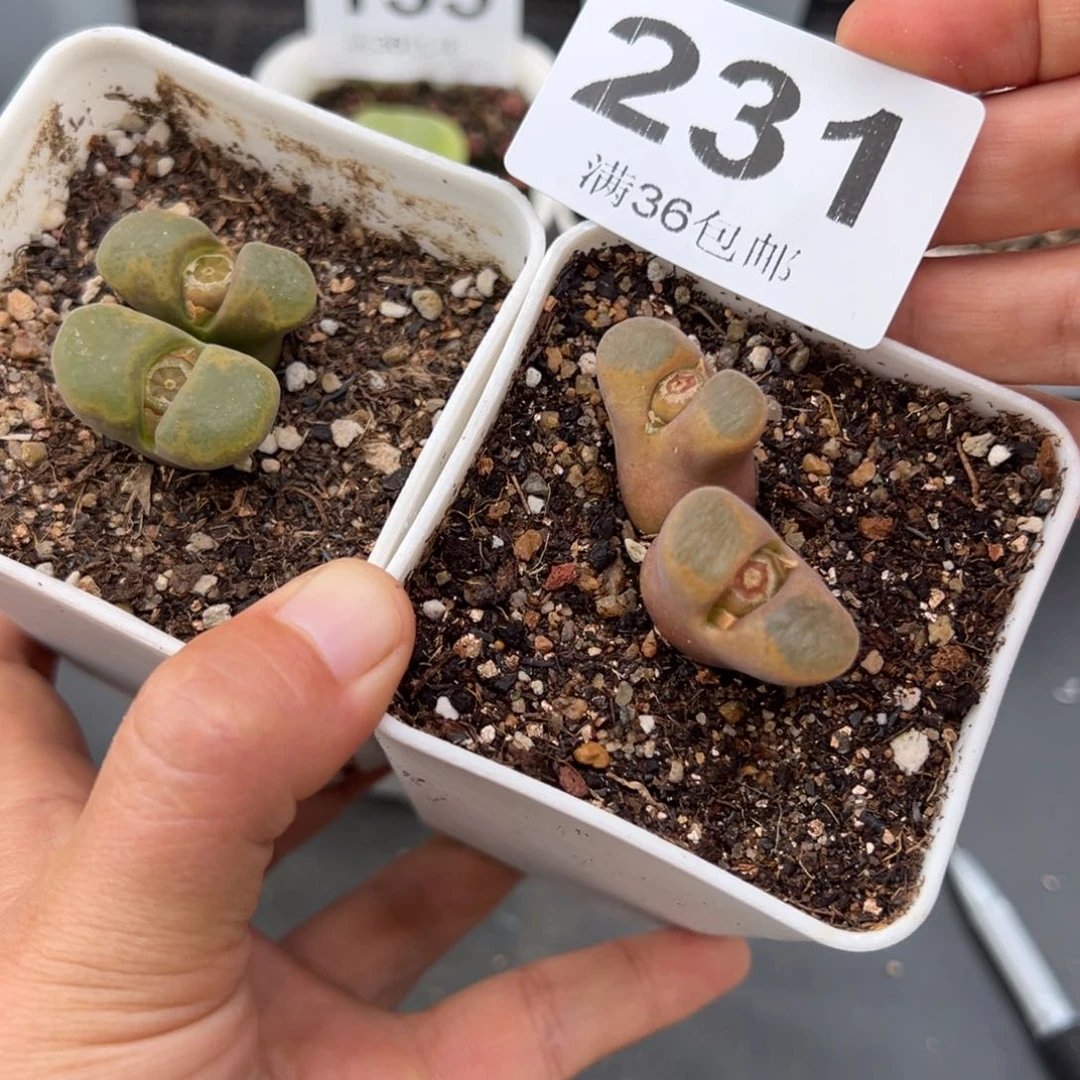 1.22好看的多肉231