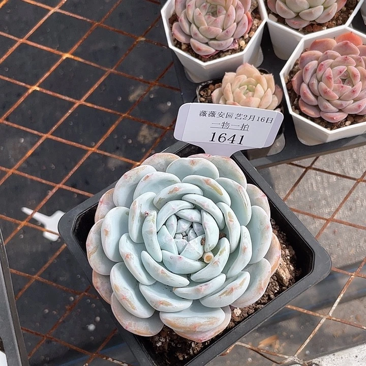 薇薇安园艺多肉1641