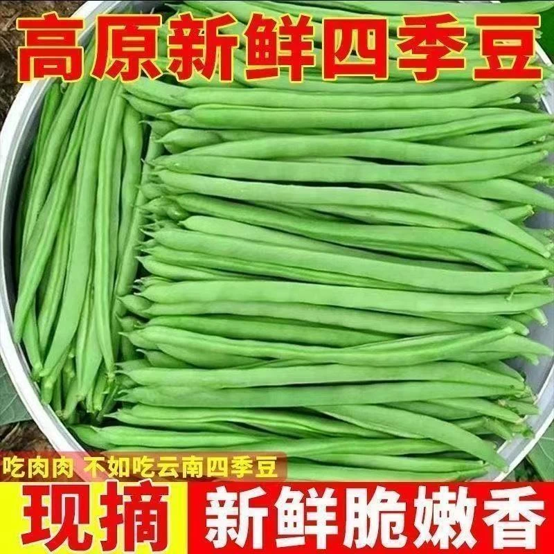 云南新鲜露天四季豆小金豆一级豆精品现摘现发产地直发蔬菜