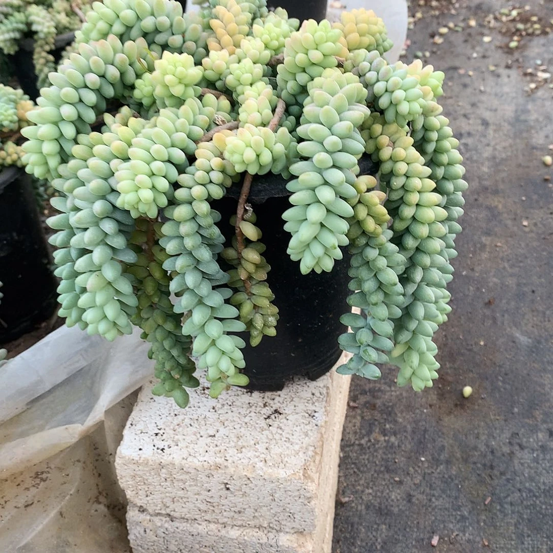 玉坠多肉一物一拍