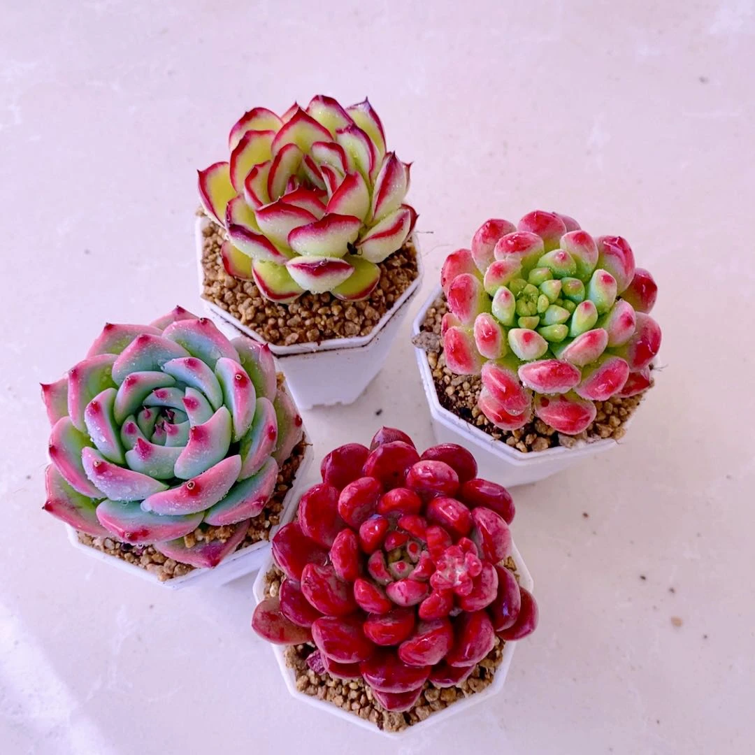 组四灵隐水蜜桃蓝苹果红宝石送八角盆土（5厘米左右）