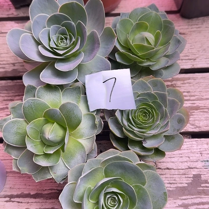 山地玫瑰，一物一拍，带盆发7号