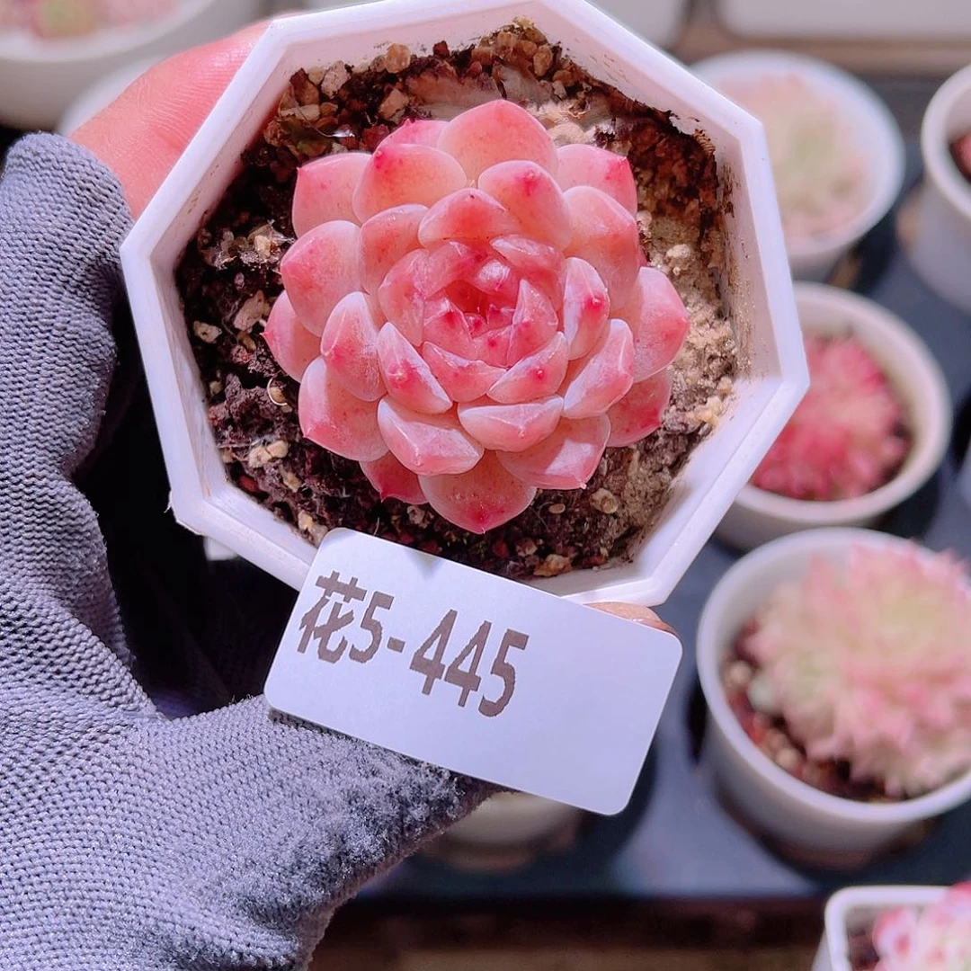 花05-445秘境冰魄