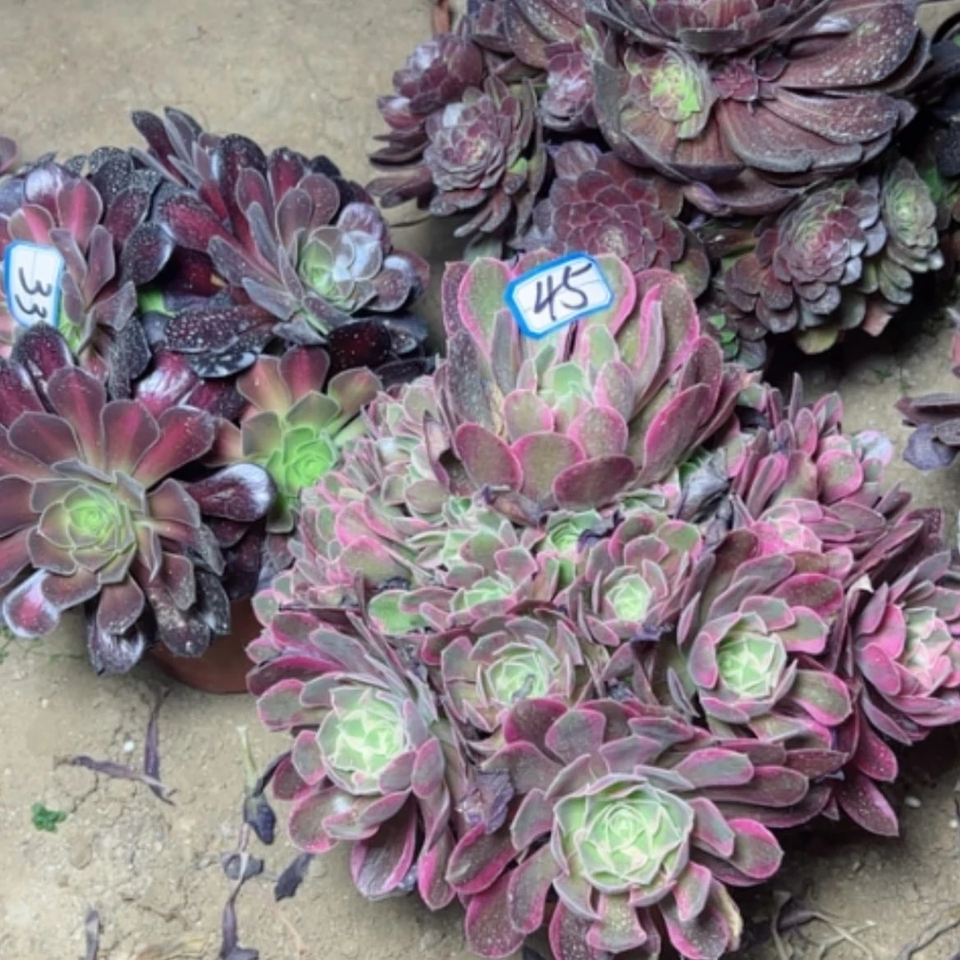 【闪购商品】多肉植物妖月45